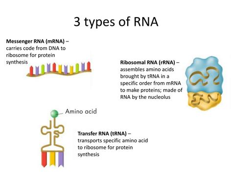 Types Of Rna Diagram