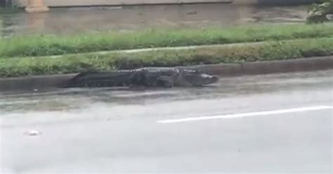 Alligator On Neighborhood Stroll And Stranded Manatees Irma Leaves