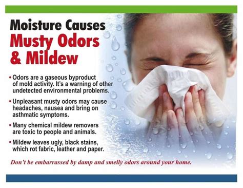 How To Get Rid Of Musty Smell Thedehumidifierexperts