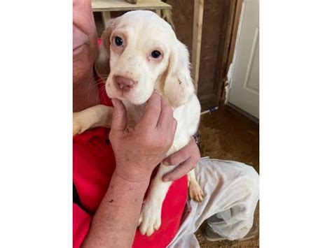Maybe you would like to learn more about one of these? 5 English Setter Puppies Available in Durham, North Carolina - Puppies for Sale Near Me