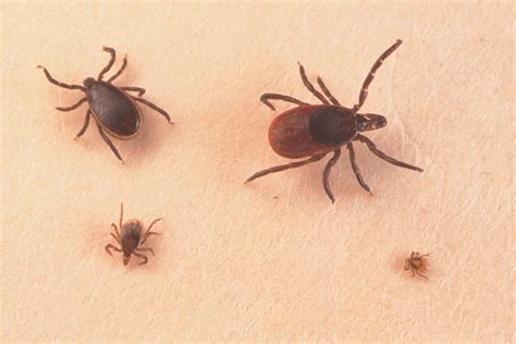 Are Tick Bites Dangerous To Dogs