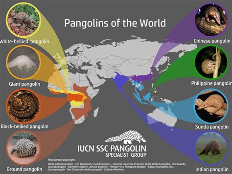 Pangolins are amazing animals, but, tragically, they are also the most trafficked mammals in the world. Pangolins - Pangolin Specialist Group