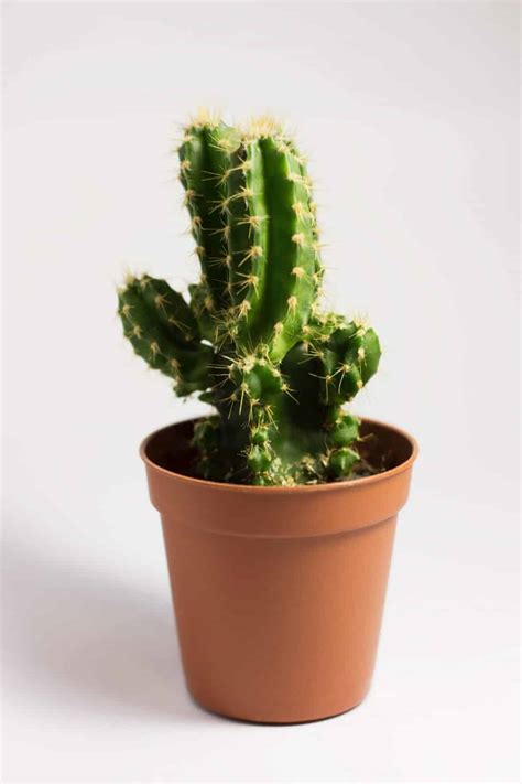 Mantén tus cactus a las temperaturas adecuadas. Cómo Sembrar Cáctus: Manual Paso a Paso 12 Pasos + Imágenes