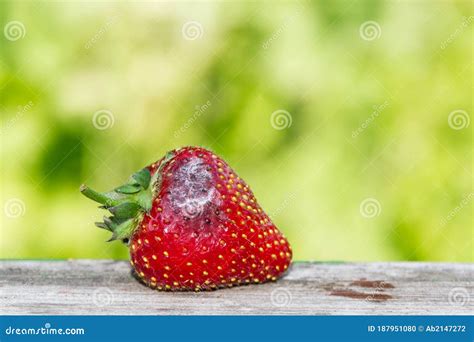 Rotten Moldy Strawberry Berry Concept Improper Storage Reduction