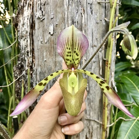 Paphiopedilum Haynaldianum — Palmer Orchids