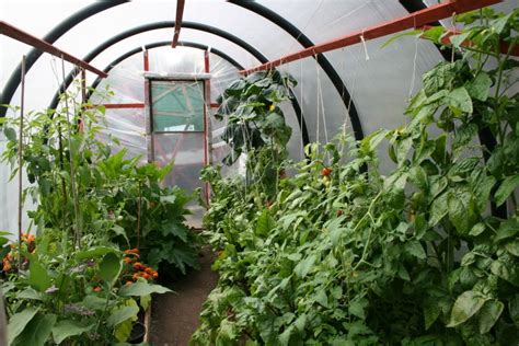 This year i wanted to try something different…hydroponics. How to make your own polytunnel | Hydroponic gardening, Hydroponics, Hydroponic farming