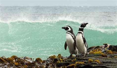 Using 1 / 25.4 we see that each mm is about 0.0394″. How Long Do Penguins Live? - WorldAtlas.com