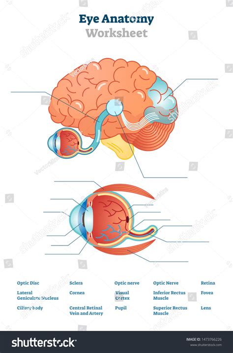 20 Printable Anatomy Labeling Worksheets Desalas Temp