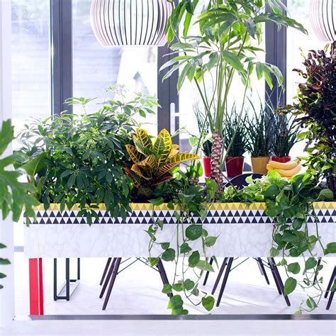 The 18 Best House Plants To Grow Inside British Gq Plants Cool