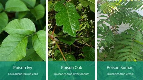 Know Your Poison Ivy Oak And Sumac Identify And Treat Coryell Health