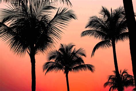 It is the only accepted species in thegenus cocos. Silhoutte Photography of Coconut Tree · Free Stock Photo