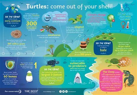 Turtles Information Poster Kids Against Plastic