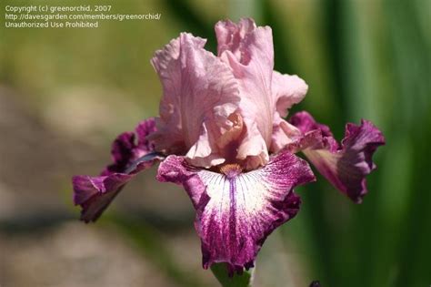 Plantfiles Pictures Tall Bearded Iris Cupid S Arrow Iris By Margiempv