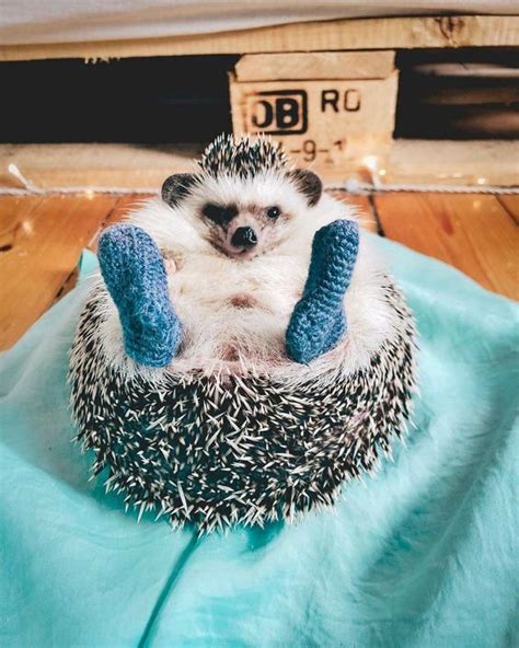25 Funny And Adorable Hedgehog Pictures That Will Make You Want One