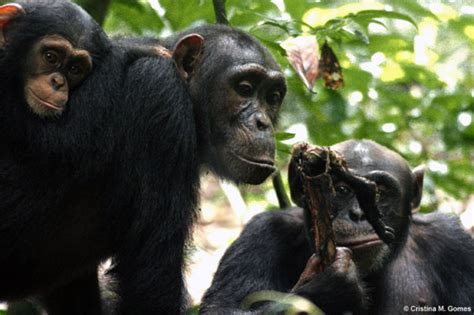 Meat For Sex In Wild Chimpanzees Max Planck Society