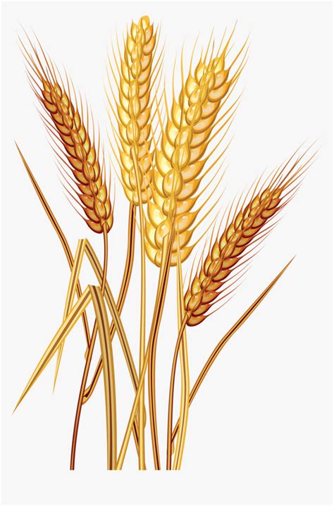 Wheat Drawings Clip Art