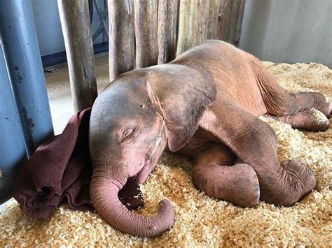 Orphaned Albino Elephant Recovers From Poachers Trap