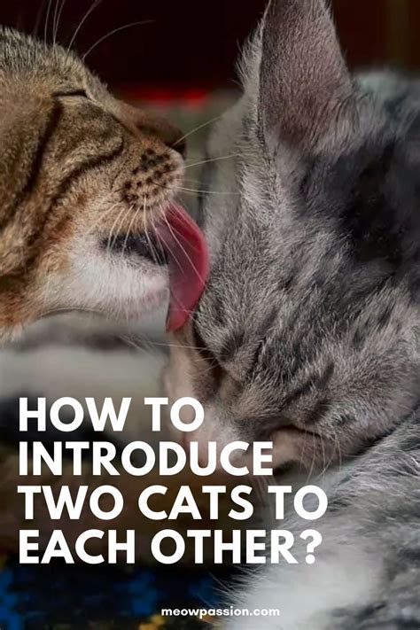 How To Introduce Cats To Each Other Best Ways Meowpassion In 2022