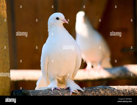 Domestic Doves Hi Res Stock Photography And Images Alamy