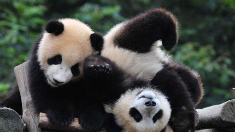 Cute Baby Pandas Desktop Wallpapers Top Free Cute Baby