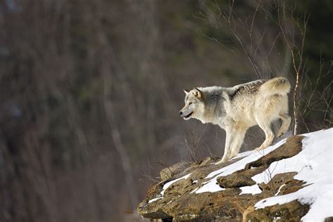 Northern Rocky Mountain Wolf Canis Lupus Irremotus The Wolf