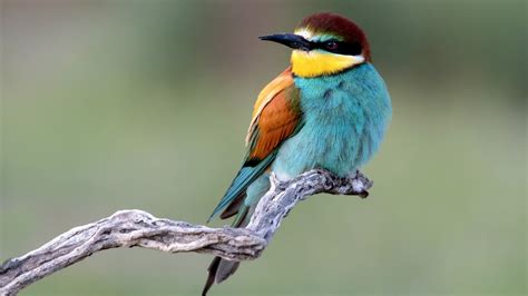 European Bee Eater With Blur Background Hd Birds Wallpapers Hd