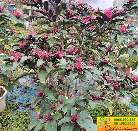Cây Thiên Phúc Cây Hoa Pháo Bông Flowerfarmvn Shophoa