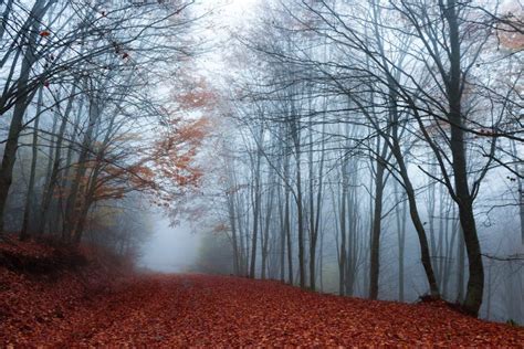 Foggy Forest Road Stock Image Image Of Dreams Leaves 111797745