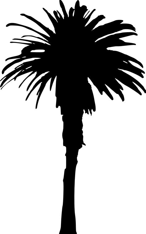 Varieties of palm trees for your palm tree silhouette vector vector stock like coconut palms,bamboo palms, parlor palms and many more. 15 Palm Tree Silhouettes PNG Transparent Background ...