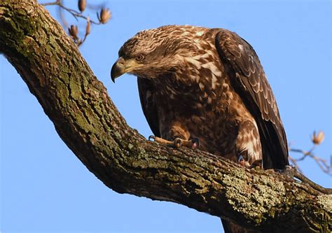 Always Aware A Juvenile Bald Eagle Tracking Activities Dow Flickr