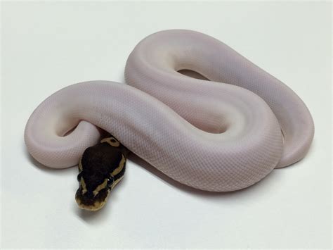 Baby Het Red Axanthic Pied Ball Python A410205 3 Xyzreptiles