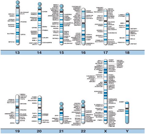 Ijms Free Full Text High Resolution Chromosome Ideogram