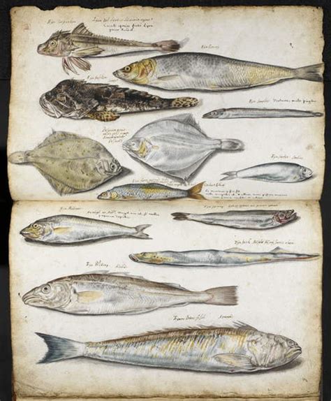Illustrationen Zu De Historia Piscium Von John Ray Ca 1686 Aquarell