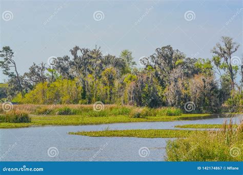 Tidal Freshwater Marsh Savannah National Wildlife Refuge Hardeeville