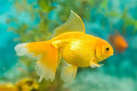 How Long Are Goldfish Pregnant Gestation Period And Frequency