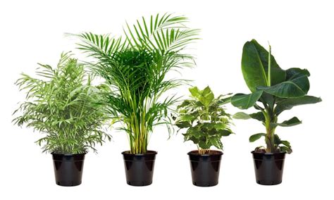 Ecco alcune cultivar adatte ad un interno: Set di 4 piante da interno | Groupon Goods