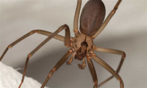 Brown Recluse Spiders In Missouri Where They Live What They Eat How