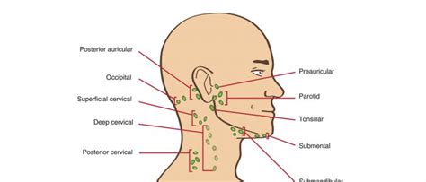 Lymphoreticular Examination Osce Guide Geeky Medics