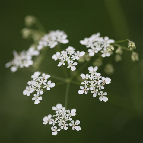 Buy Cow Parsley Anthriscus Sylvestris