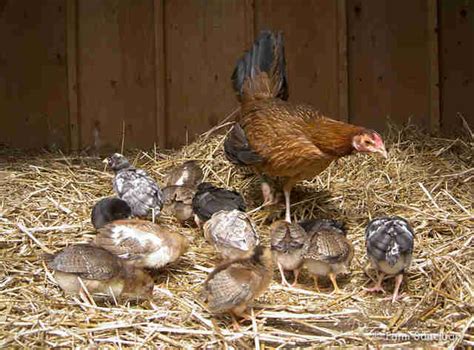 6 Farm Animal Moms Who Will Do Anything For Their Babies