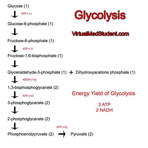 Sugar Strip Down Glycolysis And Energy Formation