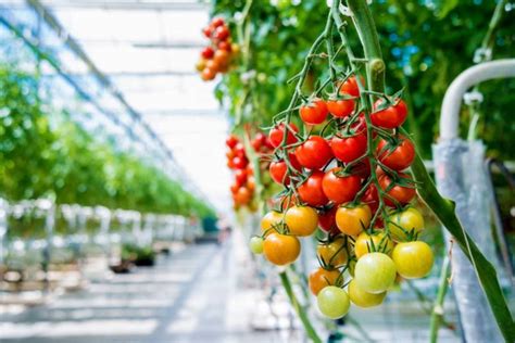 Know How To Cultivate Off Season Tomatoes In Greenhouse And How To