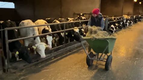 Biggest Dairy Farm In The Europe Hoofs Treatment Calf Feeding Modern Milking Trimming