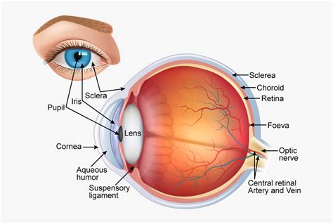 Unlabeled Blank Human Eye Diagram