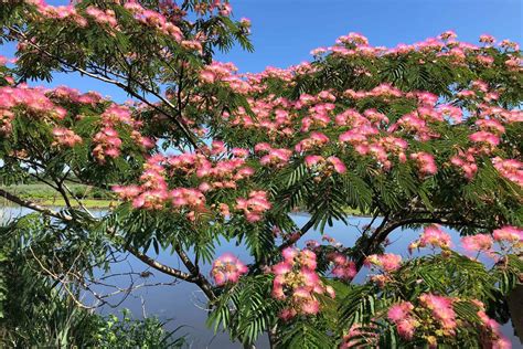 How To Grow And Care For Mimosa Tree Plantly