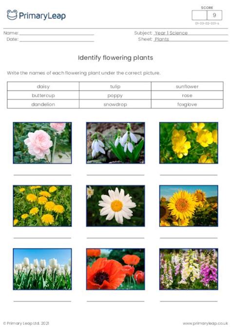 Science What Do Plants Need Worksheet Uk