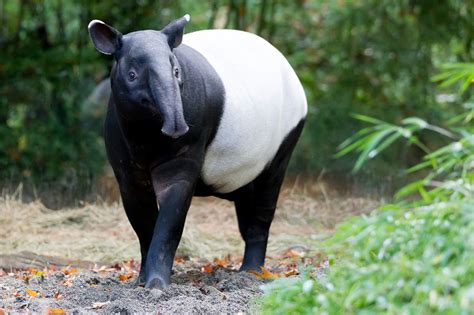 A tapier performs for us at the munich zoo. Tapir birth window opens and baby proofing habitat is completed!