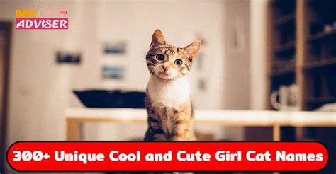 300 Unique Cool And Cute Girl Cat Names Best Cat Adviser