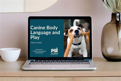 Canine Body Language And Play Pet Sitters International