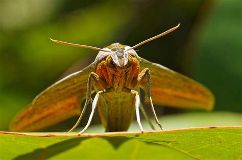Tersa Sphinx Moth In Florida Photograph By Bjorn Velander Fine Art